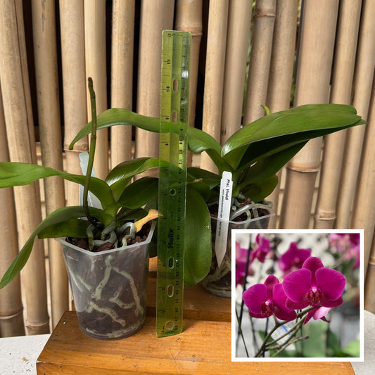 Phal. Vivaldi (Low Spike)