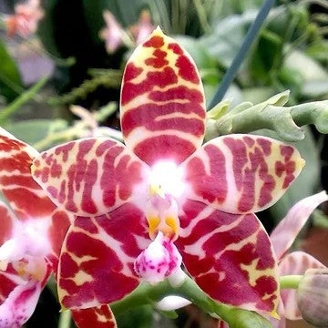 Phal. amboinensis 'Nicole' (Spike forming) -species/mini