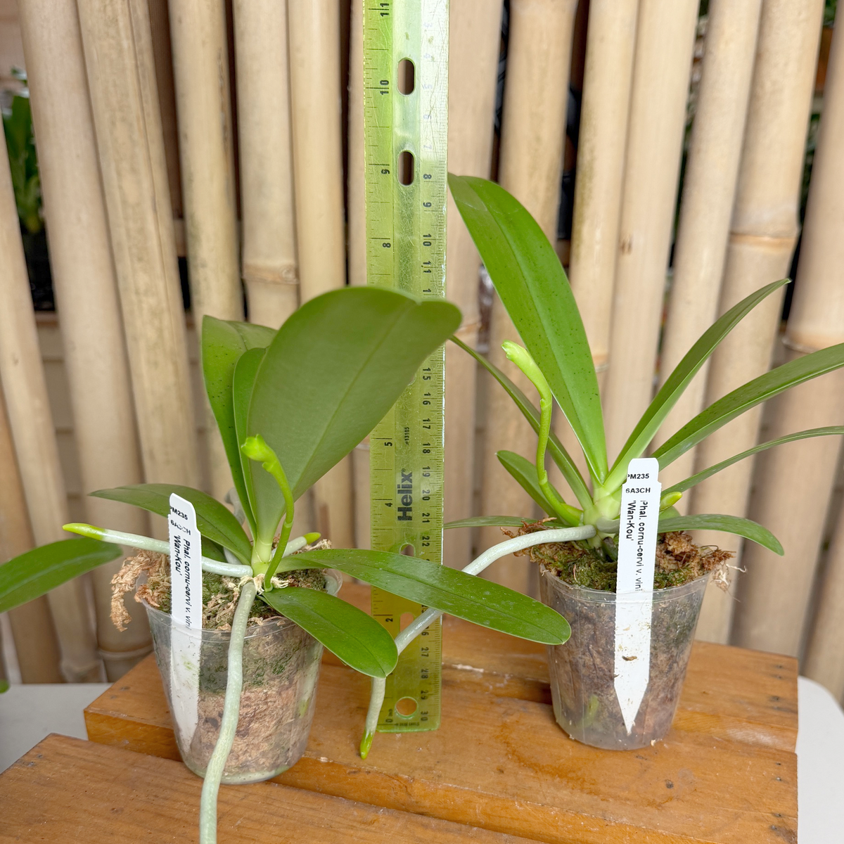 Phal. cornu-cervi v. vini 'Wan-Kou' x sib  (3" pot) - Spiking