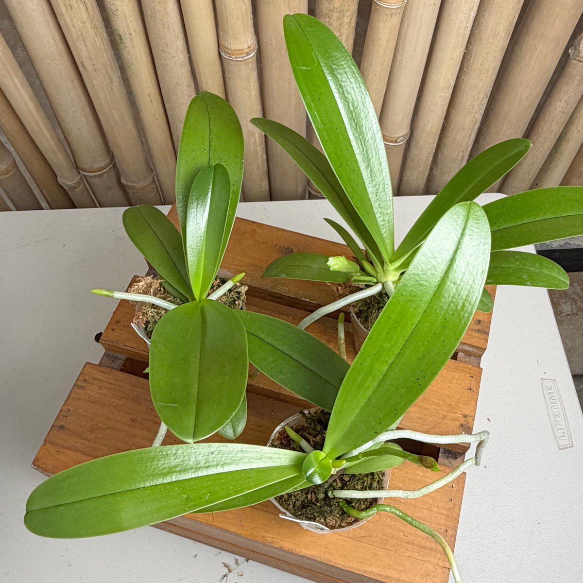 Phal. cornu-cervi v. vini 'Wan-Kou' x sib  (3" pot) - Spiking
