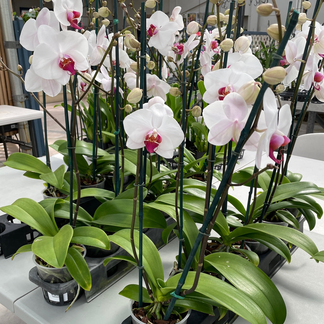 Phal. Splendid