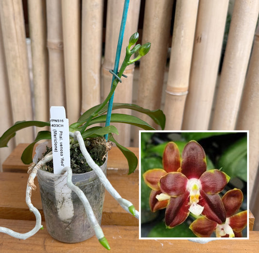 Phalaenopsis venosa 'Red' (Spiking)