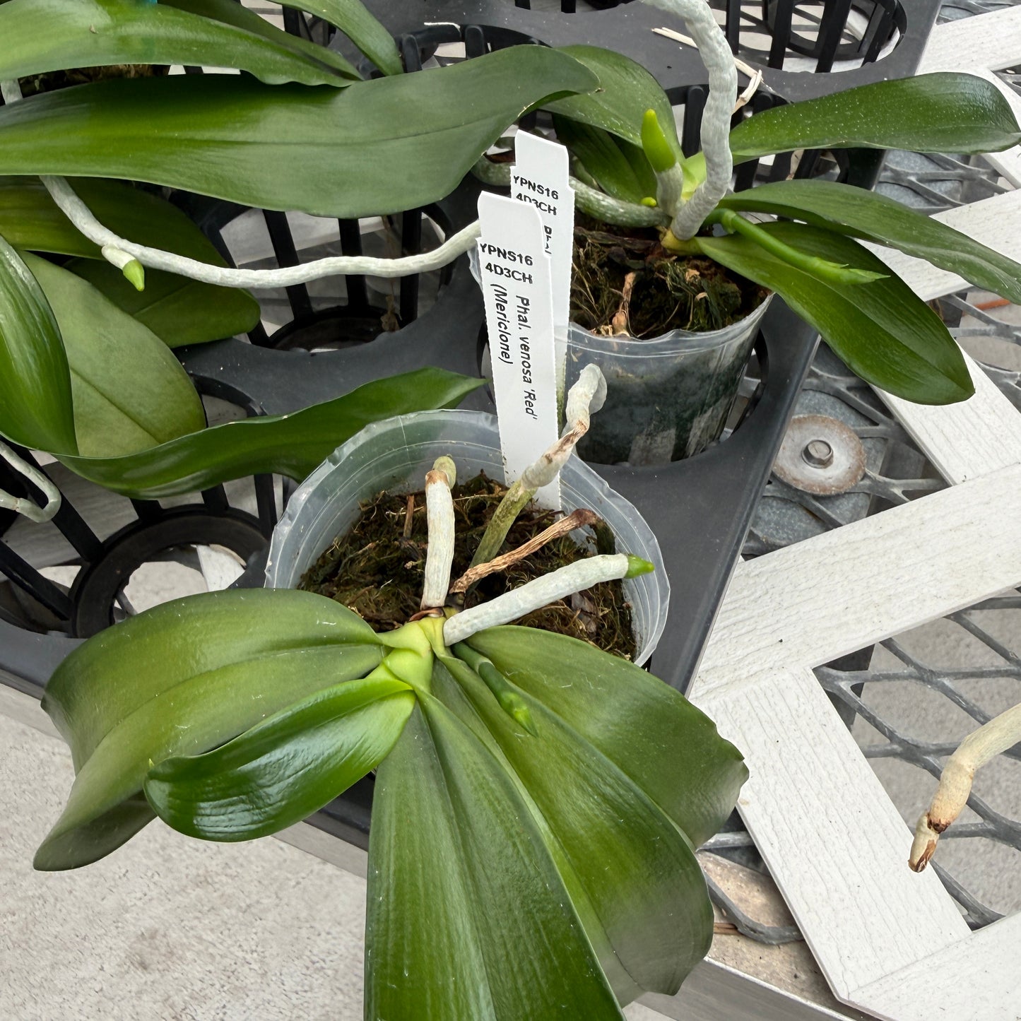 Phalaenopsis venosa 'Red' (Spiking)