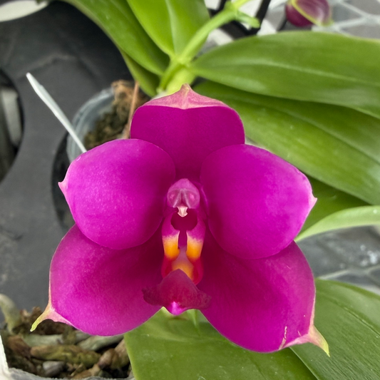 Phal. violacea 'Red' x sib (Buds) -species/mini