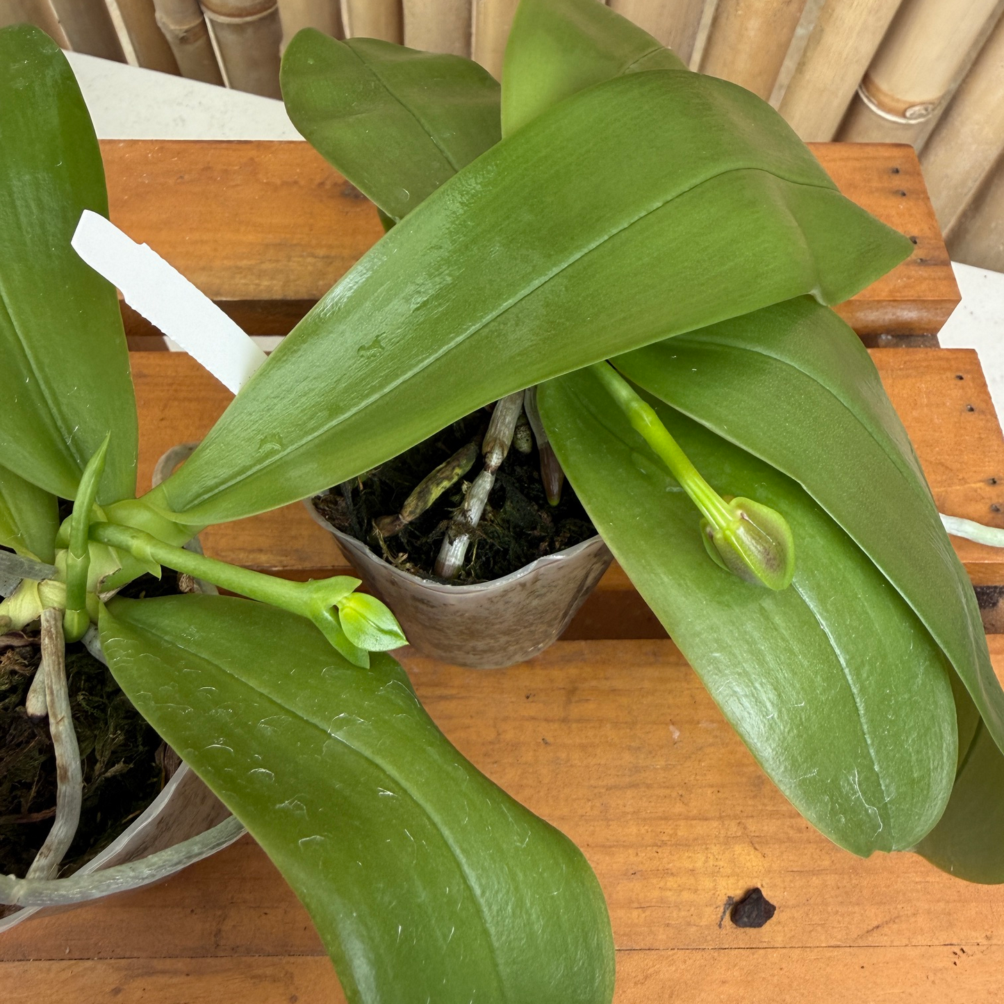 Phal. violacea 'Red' x sib (Buds) -species/mini