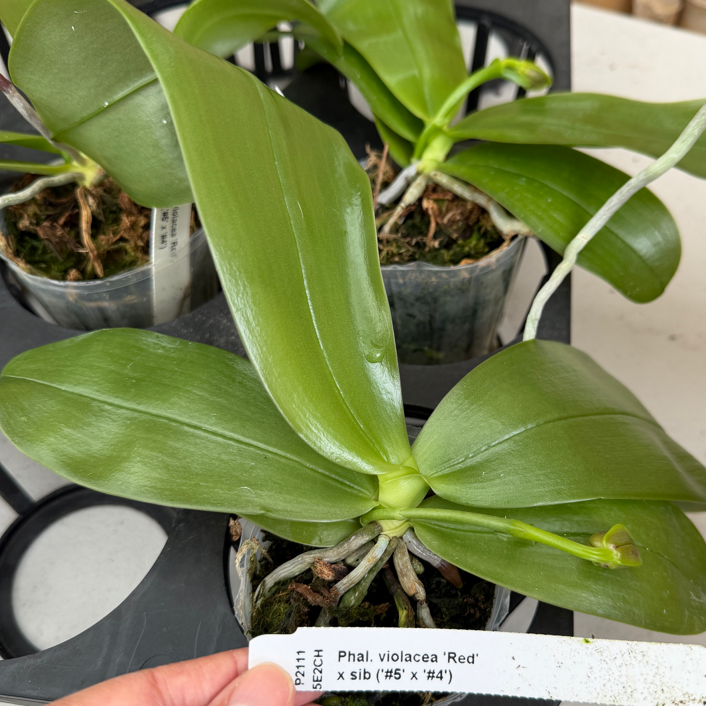 Phal. violacea 'Red' x sib (Buds) -species/mini