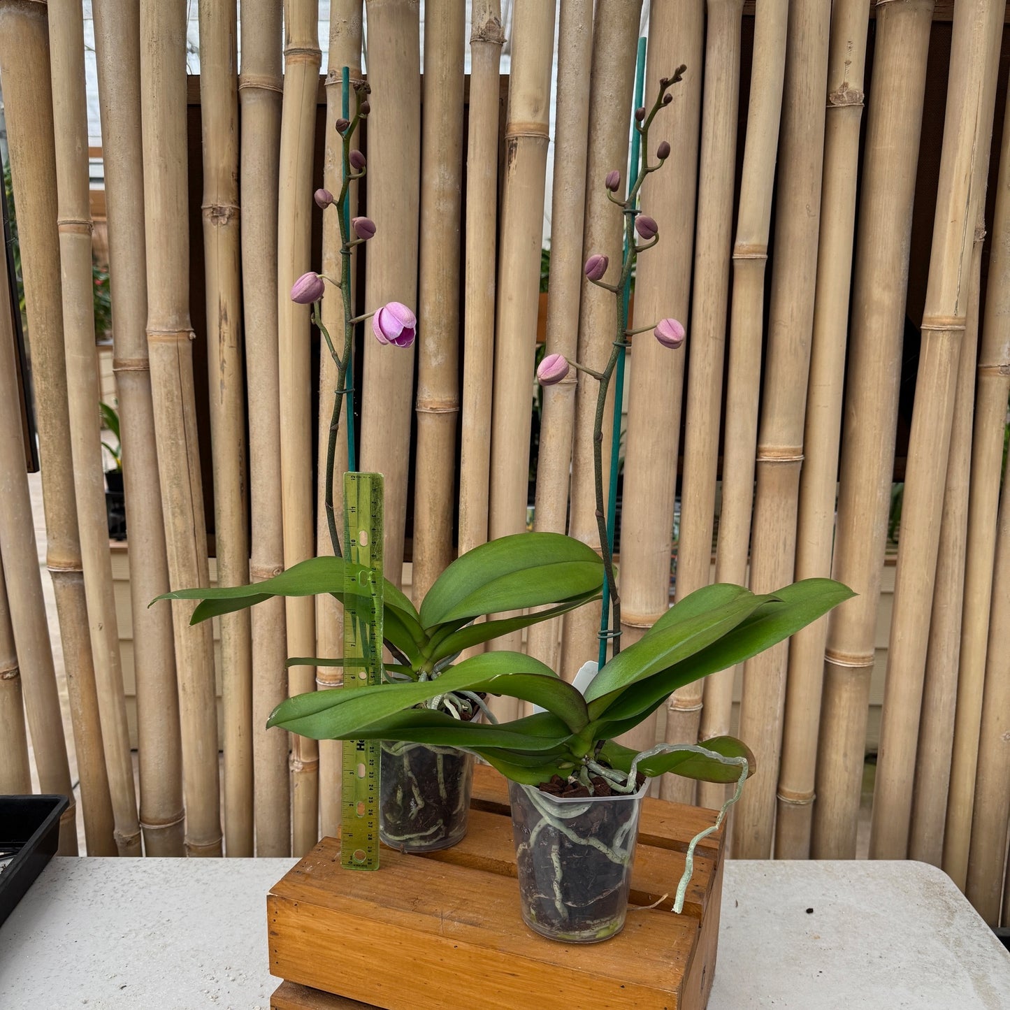 Phal. Elevator Pitch