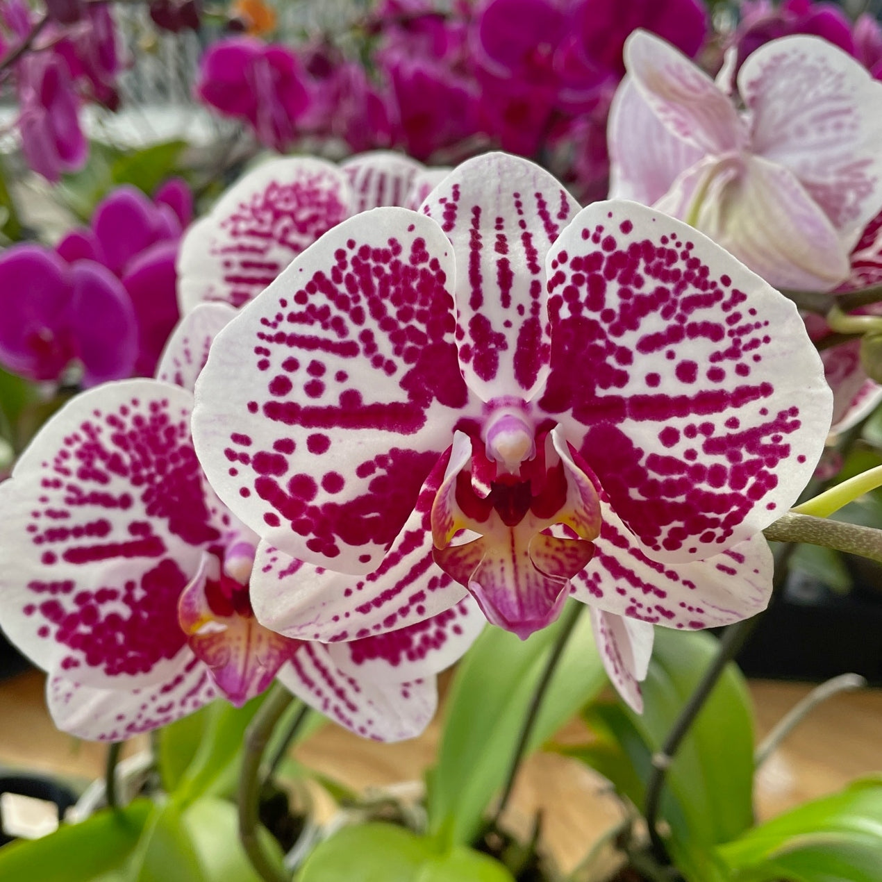 Phal. Secret Messages
