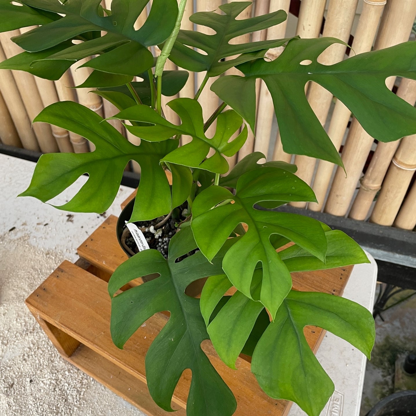 Rhaphidophora tetrasperma (Mini Monstera)