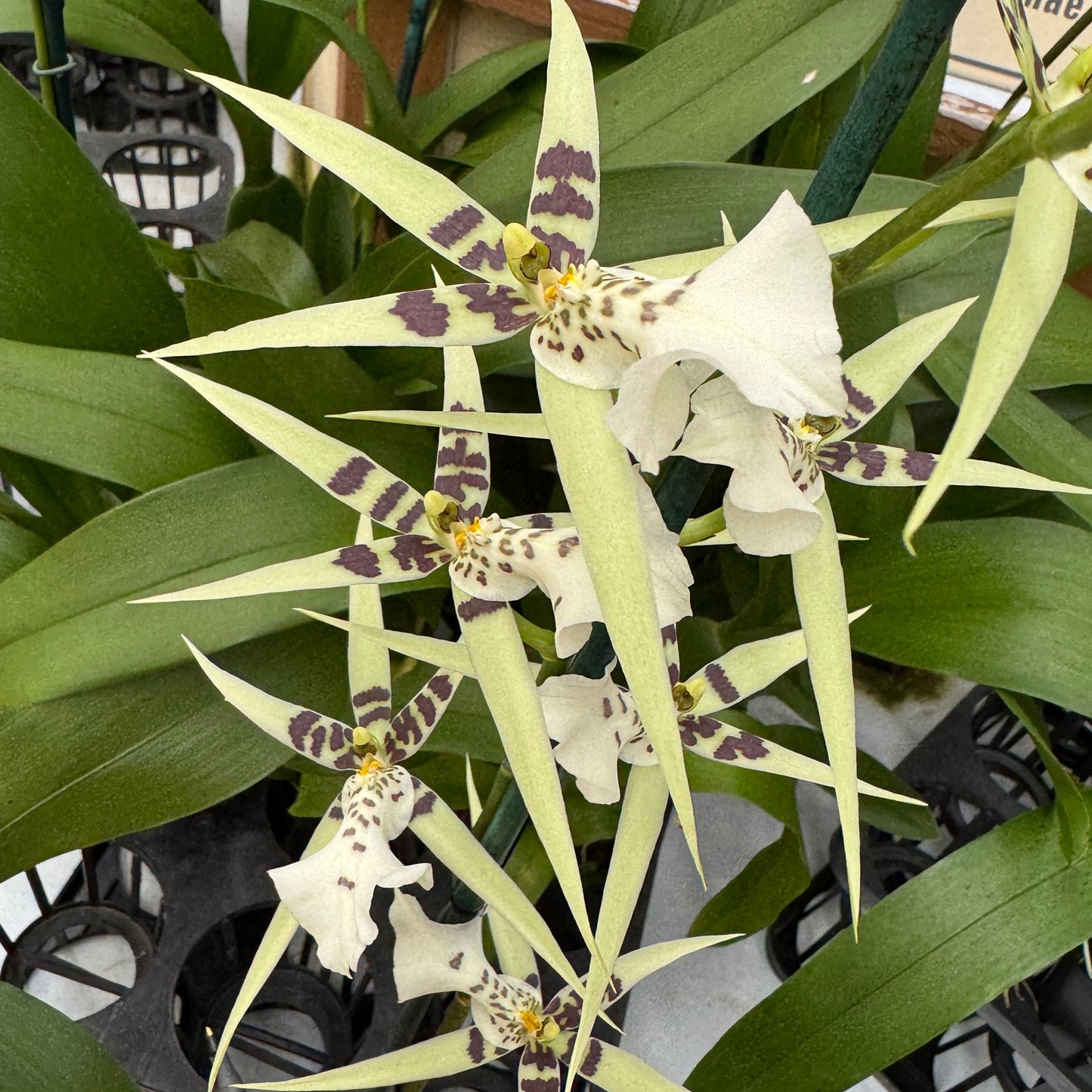 Miltassia Phoenix Rising 'White Light' - Buds