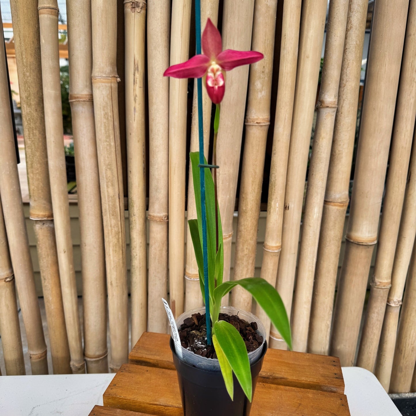 Phrag. Twilight Touch (4" Pot) - Bud