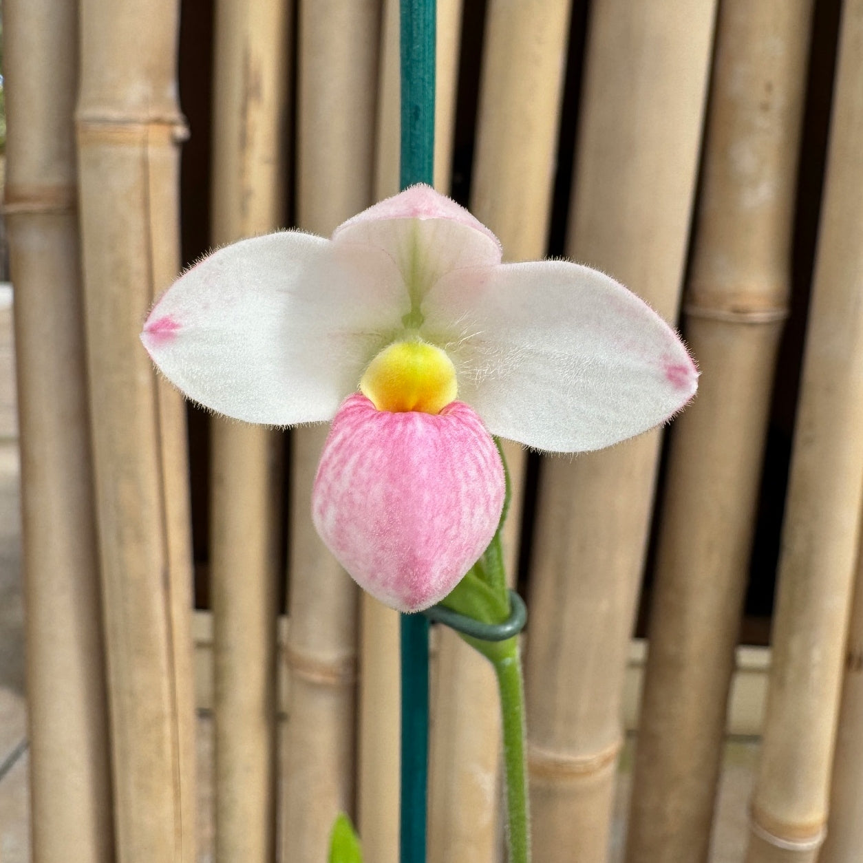 Phrag. Manzur La Aldea Caricias (4" Pot) -Buds