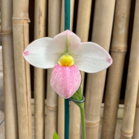 Phrag. Manzur La Aldea Caricias (4" Pot) -Buds