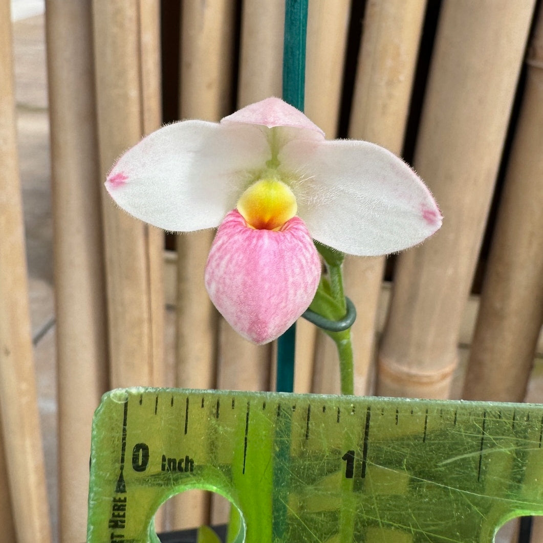 Phrag. Manzur La Aldea Caricias (4" Pot) -Buds