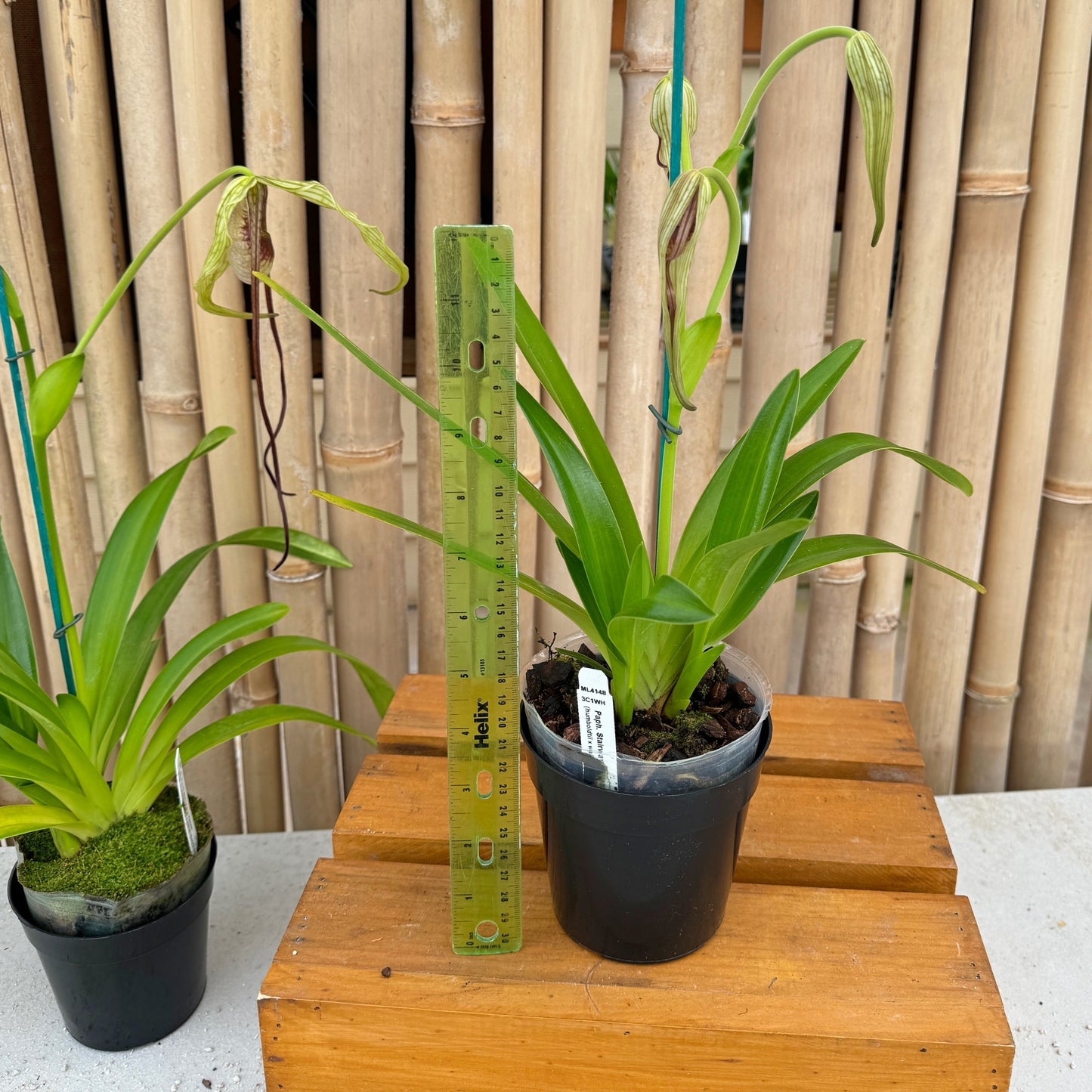 Phrag. Stairway to Heaven (4" Pot) - Buds