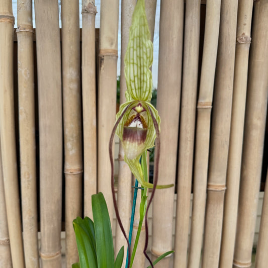 Phrag. Stairway to Heaven (4" Pot) - Buds