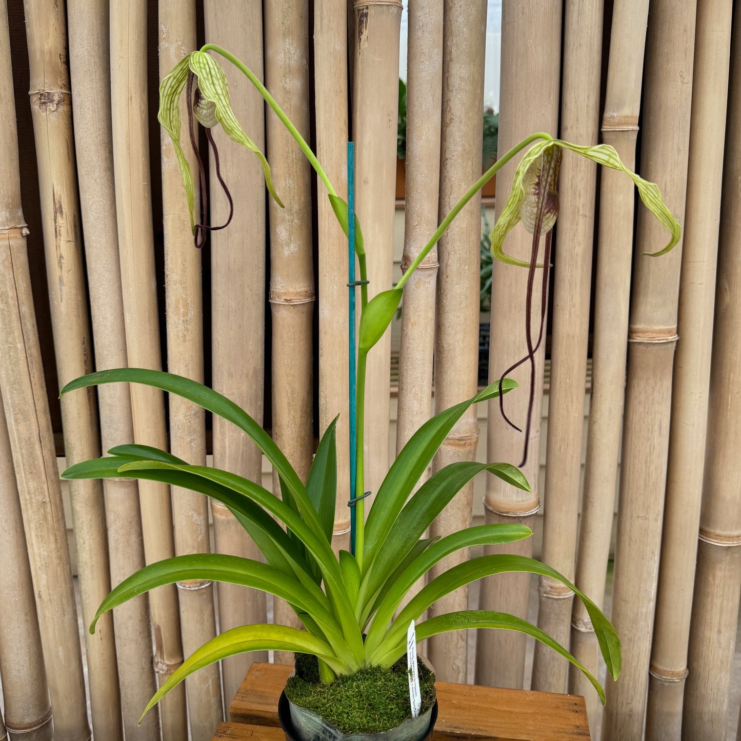 Phrag. Stairway to Heaven (4" Pot) - Buds