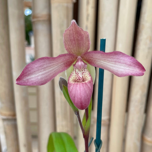 Phrag. lindleyanum x andreettae (4" Pot) - Buds