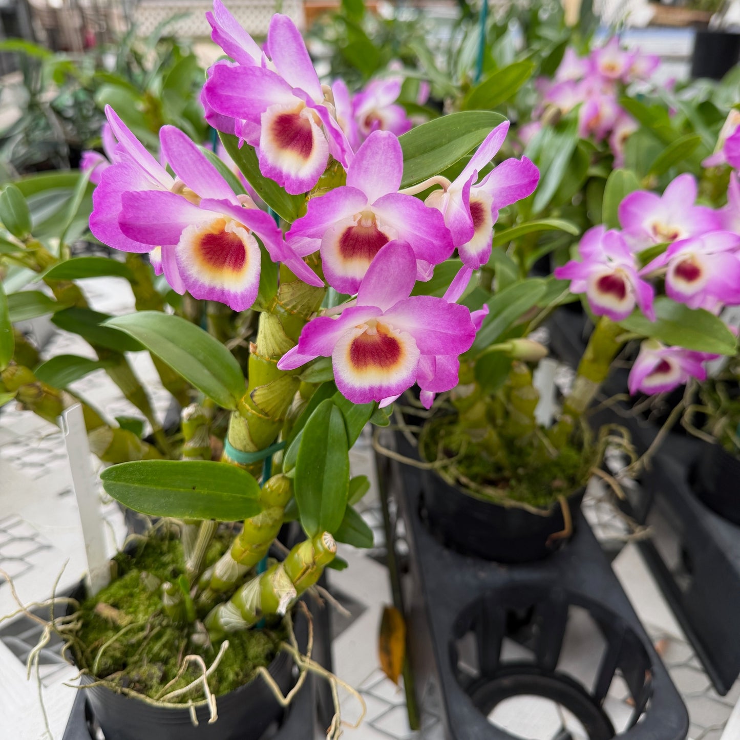 Den. Pink Lady (4" Pot)