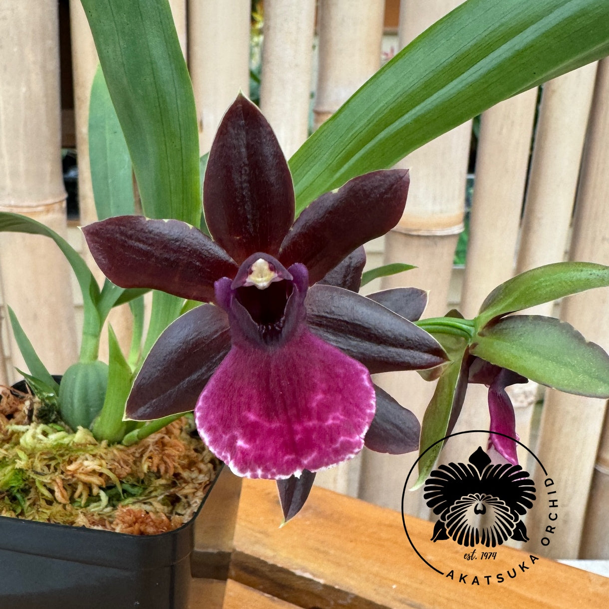 Pptm. La Jolla Delight 'Hilo Orchid Farm' AM/AOS (4" Pot) - Buds