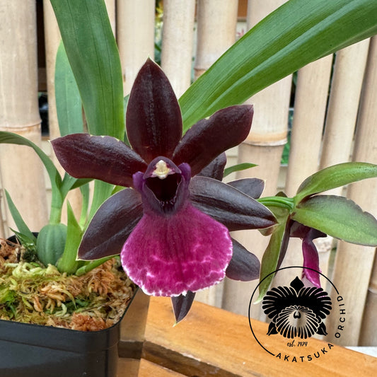 Pptm. La Jolla Delight 'Hilo Orchid Farm' AM/AOS (4" Pot) - Buds