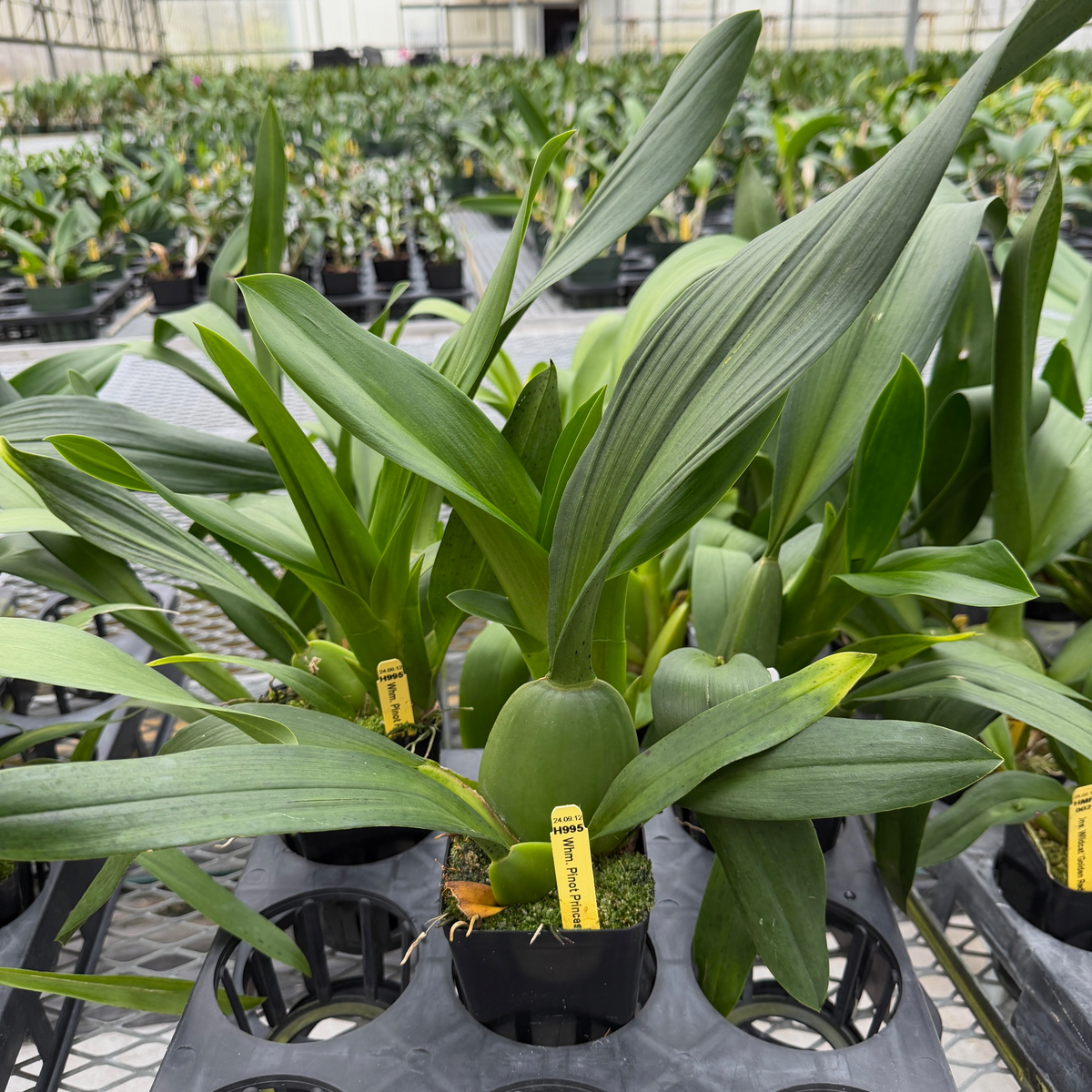 Whm. Pinot Princess 'Scary' (4" Pot) - Not Blooming