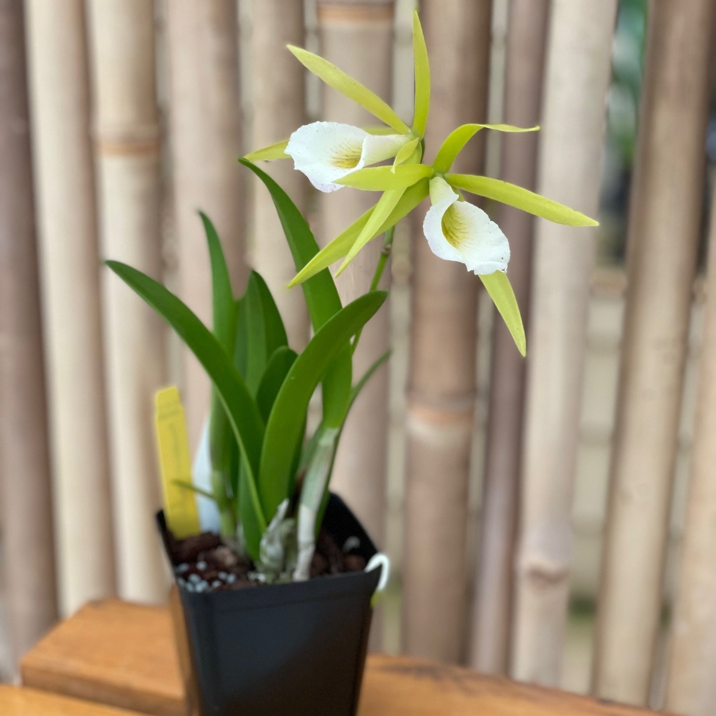 Procatavola Key Lime Stars (4" Pot) - Buds