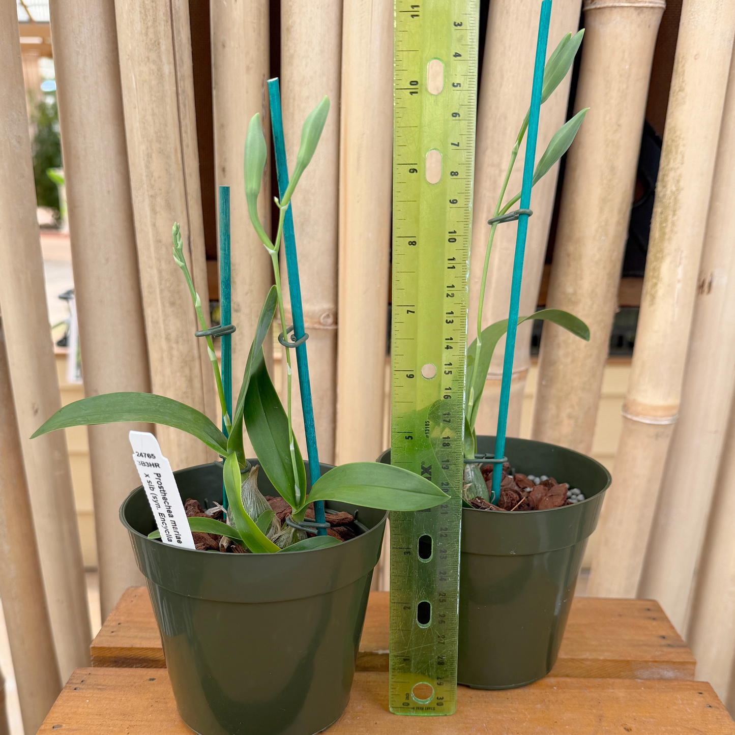Prosthechea mariae x sib (4" Pot) - First Bloom