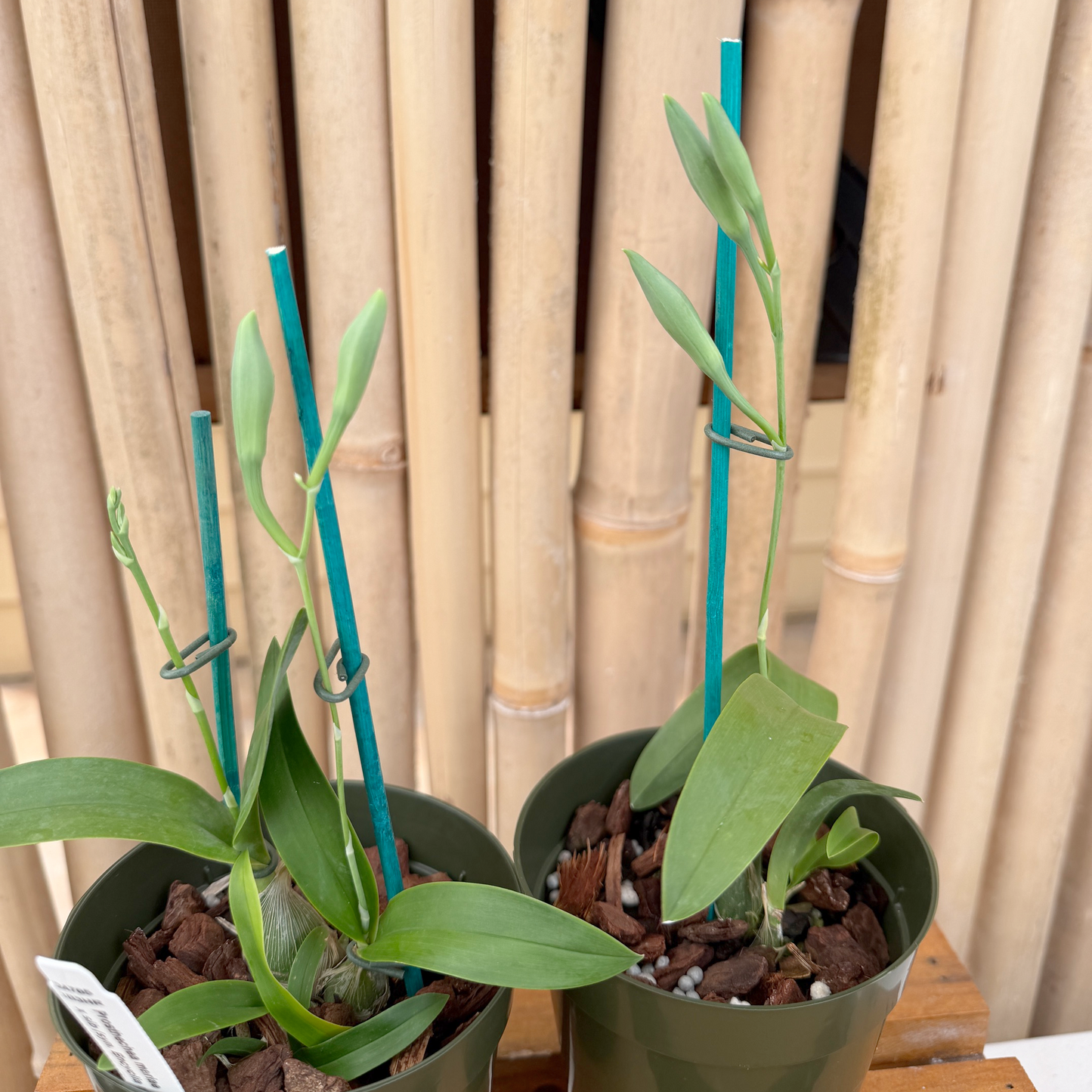 Prosthechea mariae x sib (4" Pot) - First Bloom