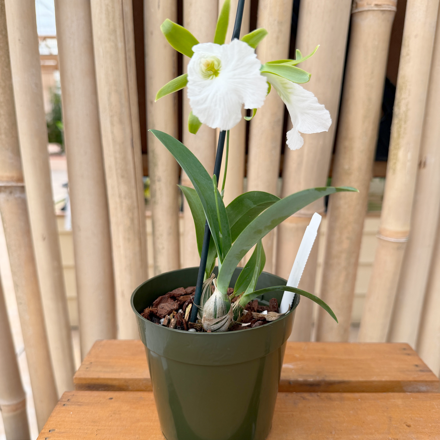 Prosthechea mariae x sib (4" Pot) - First Bloom