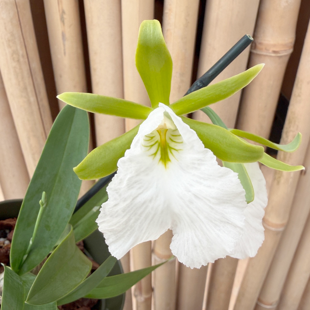 Prosthechea mariae x sib (4" Pot) - First Bloom
