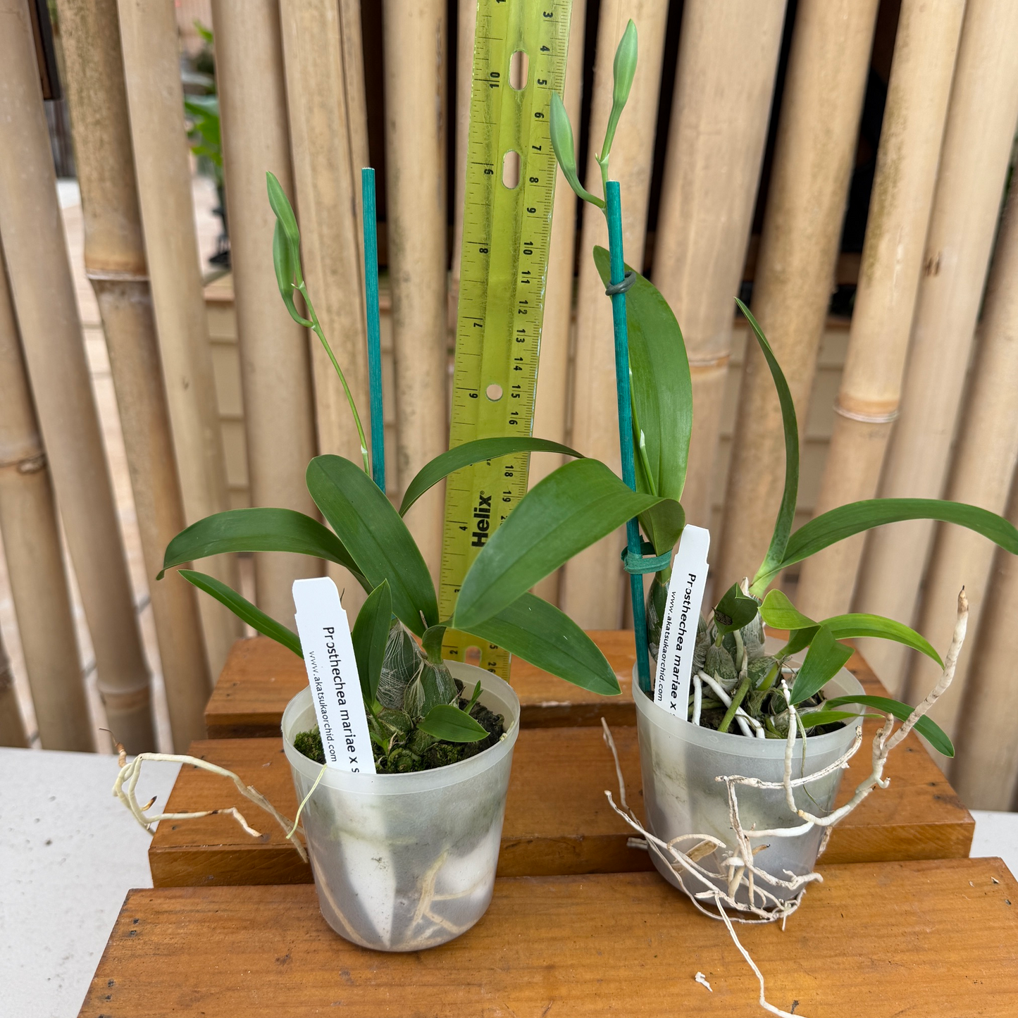 Prosthechea mariae x sib (3" Pot) - First Blooms