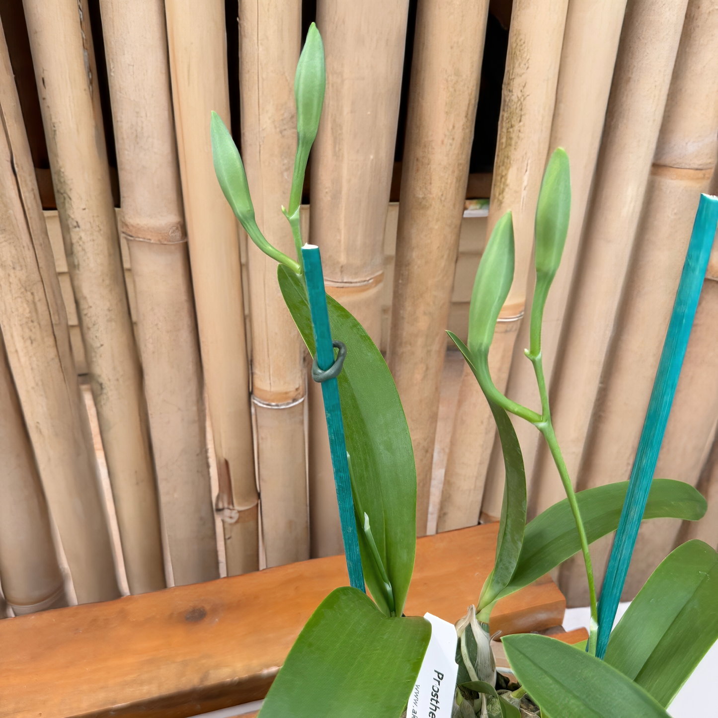Prosthechea mariae x sib (3" Pot) - First Blooms