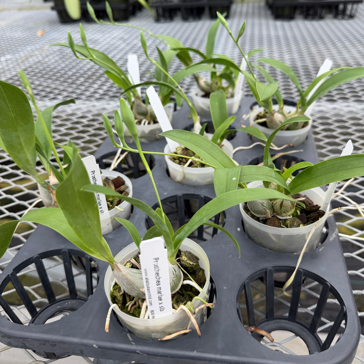 Prosthechea mariae x sib (3" Pot) - First Blooms