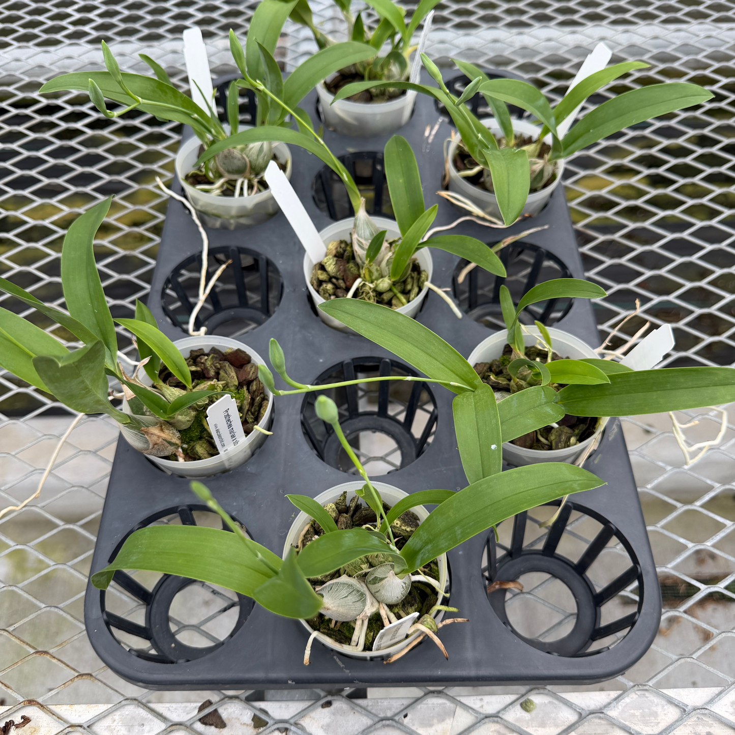 Prosthechea mariae x sib (3" Pot) - First Blooms