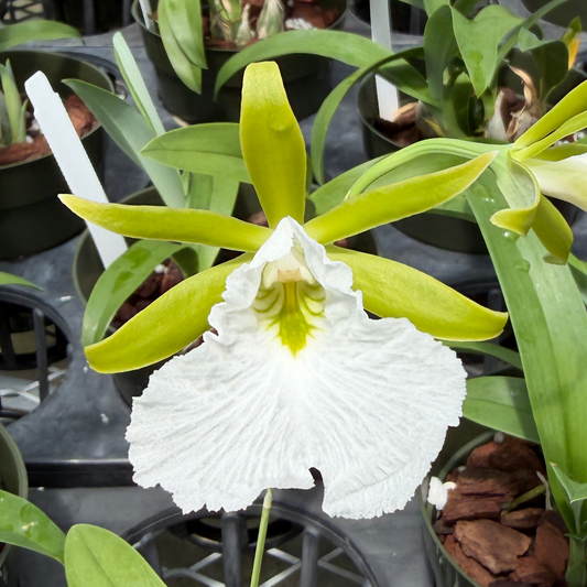 Prosthechea mariae x sib (3" Pot) - First Blooms