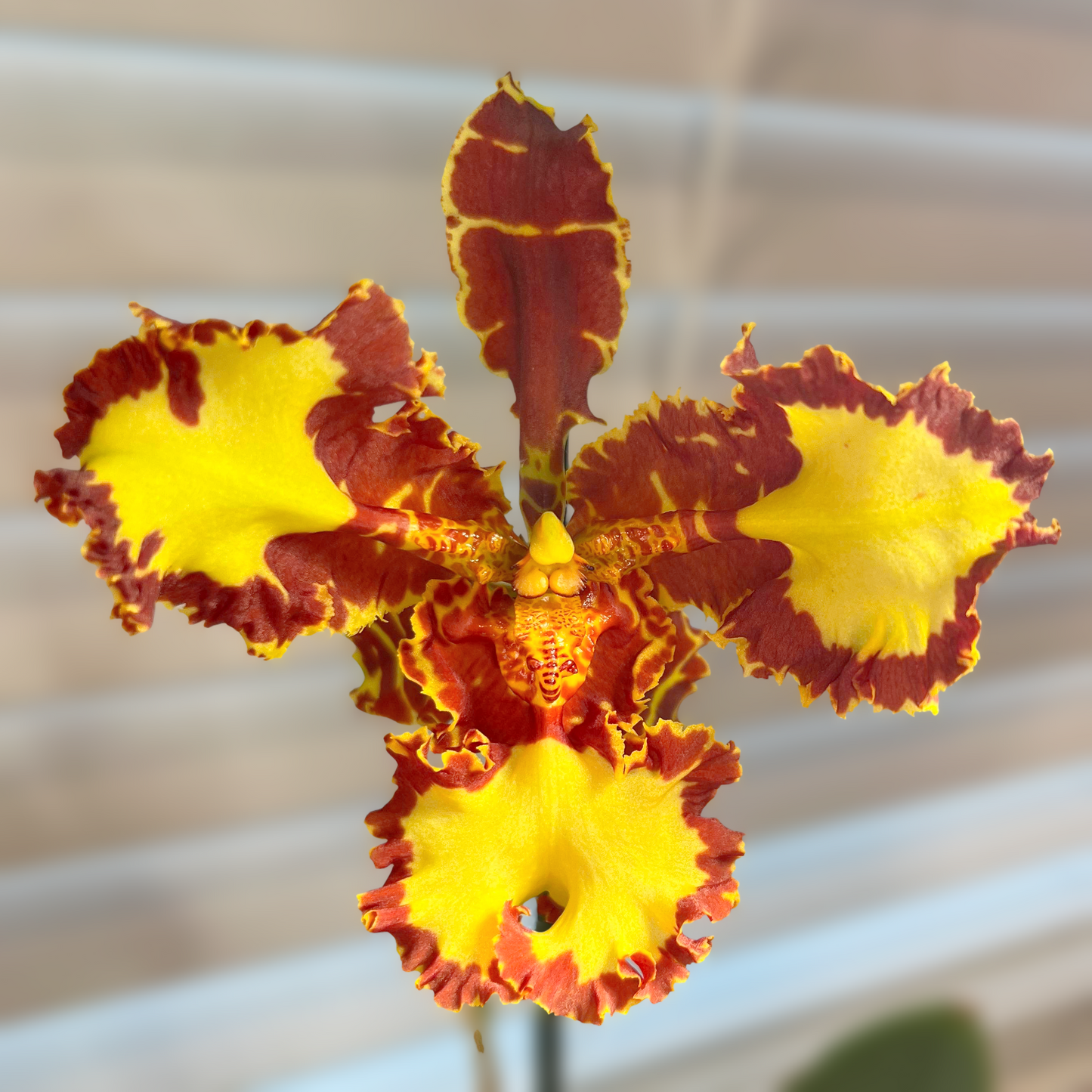 Pyps. Mariposa 'Trilabelo' (4" Pot) - Not Blooming