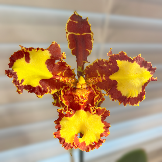 Pyps. Mariposa 'Trilabelo' (4" Pot) - Spiking