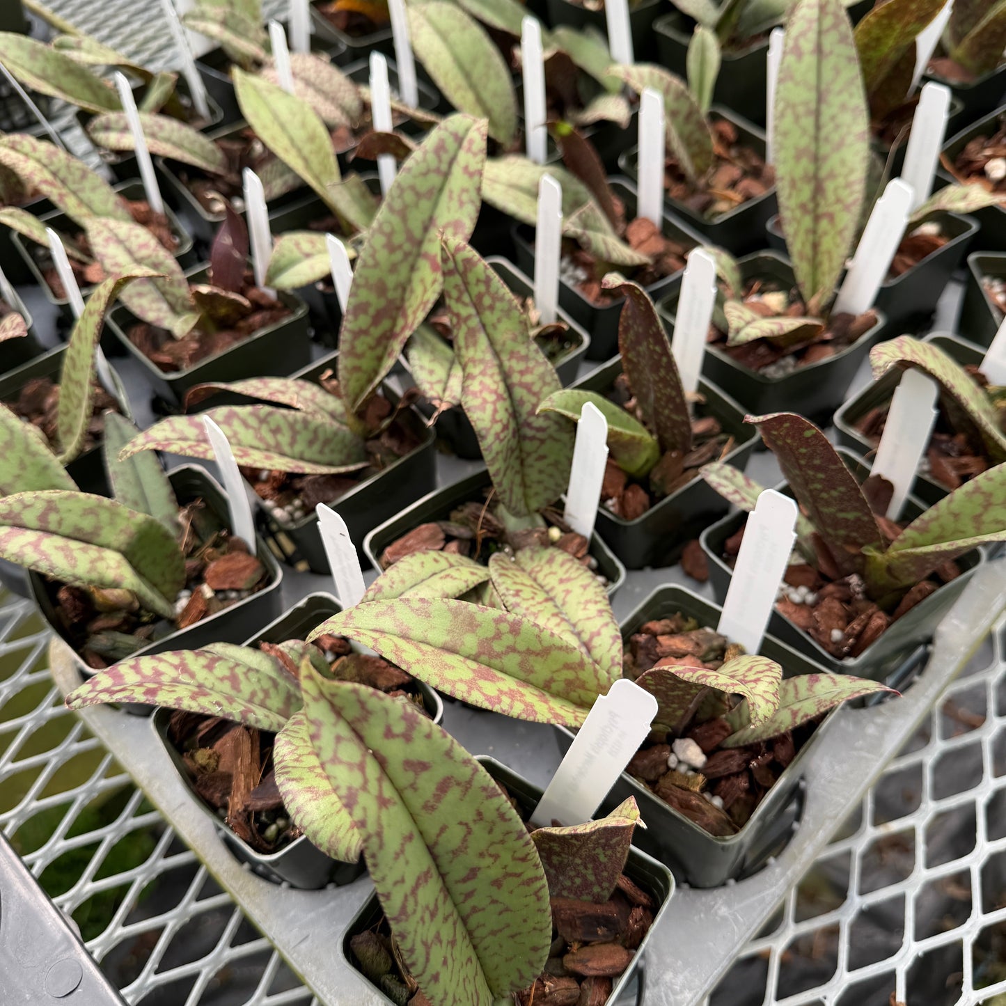 Pyps. Mendenhall 'Hildos' FCC/AOS - (Starter 2.75" Pot)