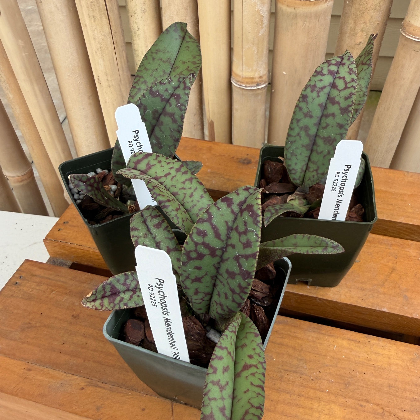 Pyps. Mendenhall 'Hildos' FCC/AOS - (Starter 2.75" Pot)