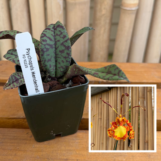 Pyps. Mendenhall 'Hildos' FCC/AOS - (Starter 2.75" Pot)