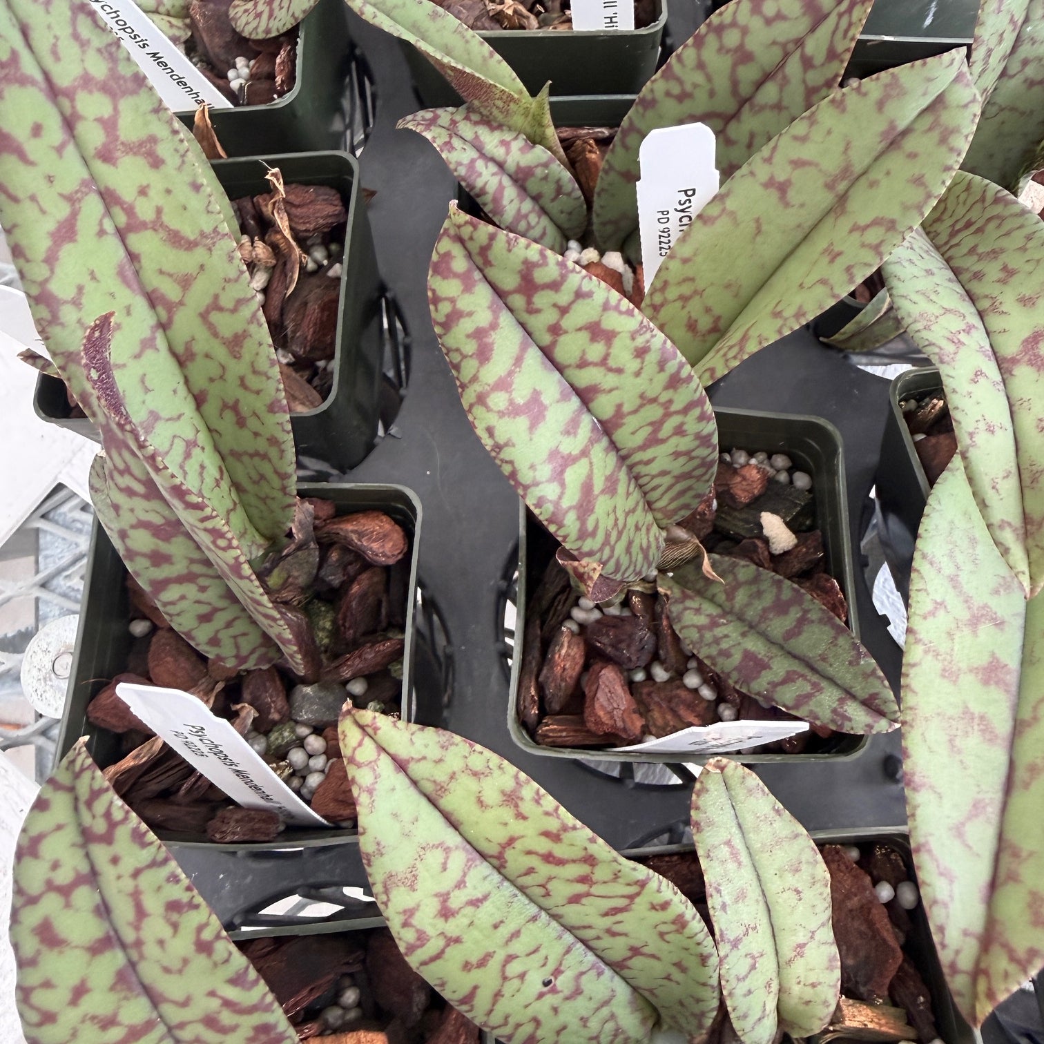 標本 Peru Homophileurus waldenfelsi 51mm Pyps. Mendenhall 'Hildos' FCC/AOS - (Starter 2.75