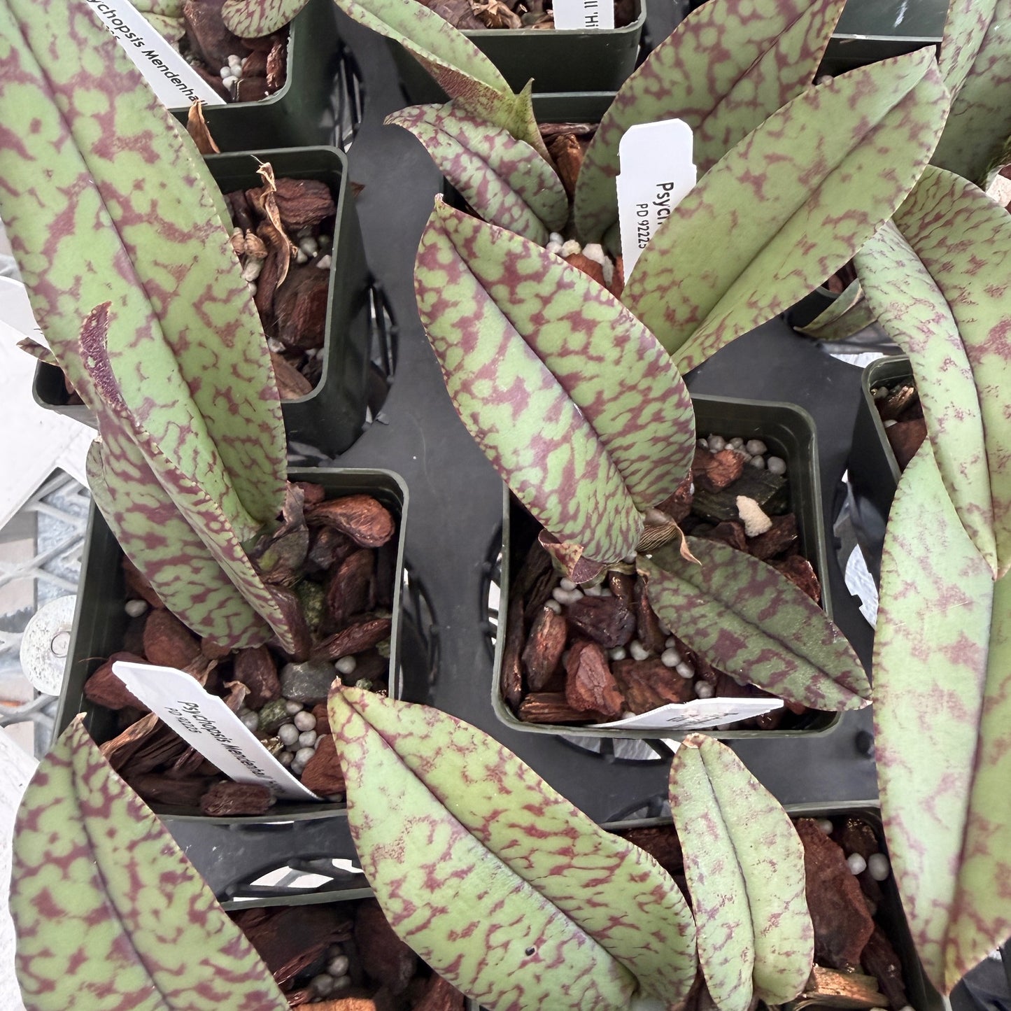 Pyps. Mendenhall 'Hildos' FCC/AOS - (Starter 2.75" Pot)