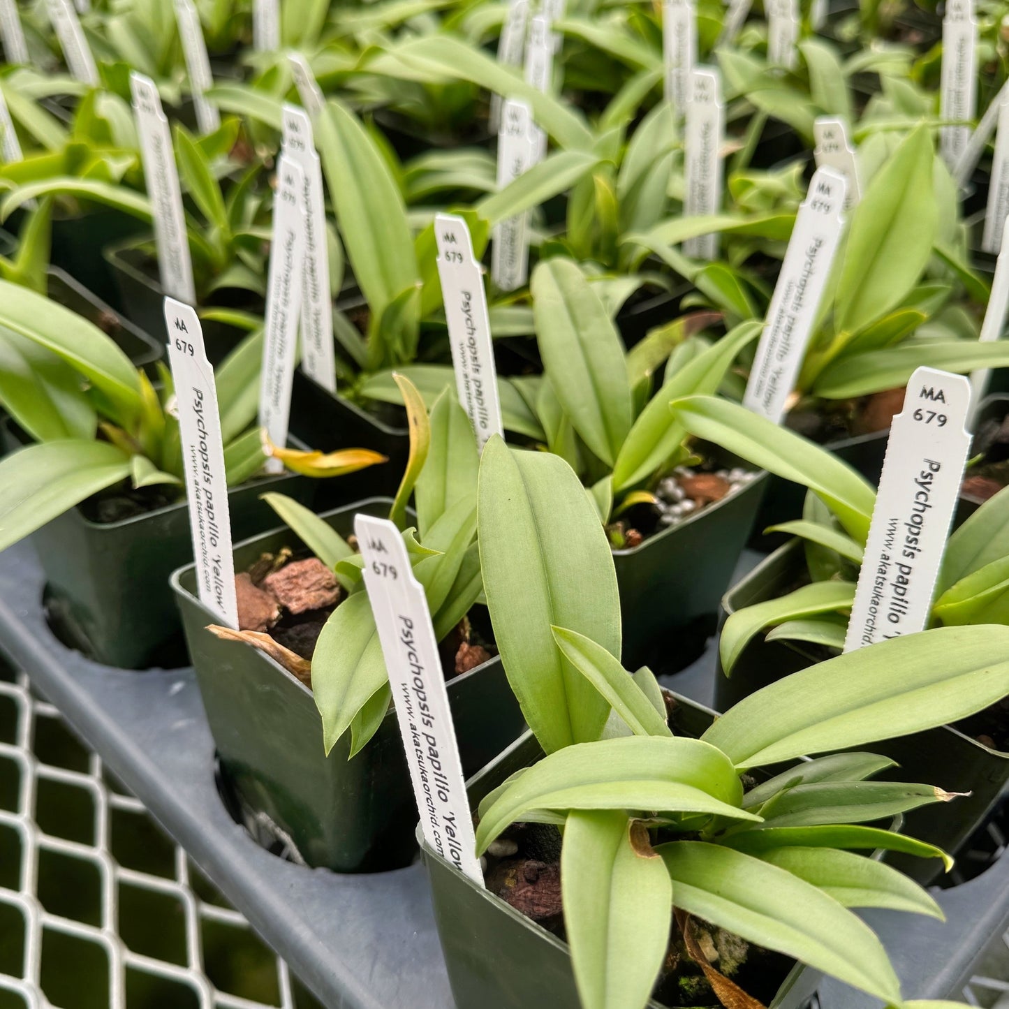 Psychopsis papilio 'Yellow' (Starter-2.75" Pot)