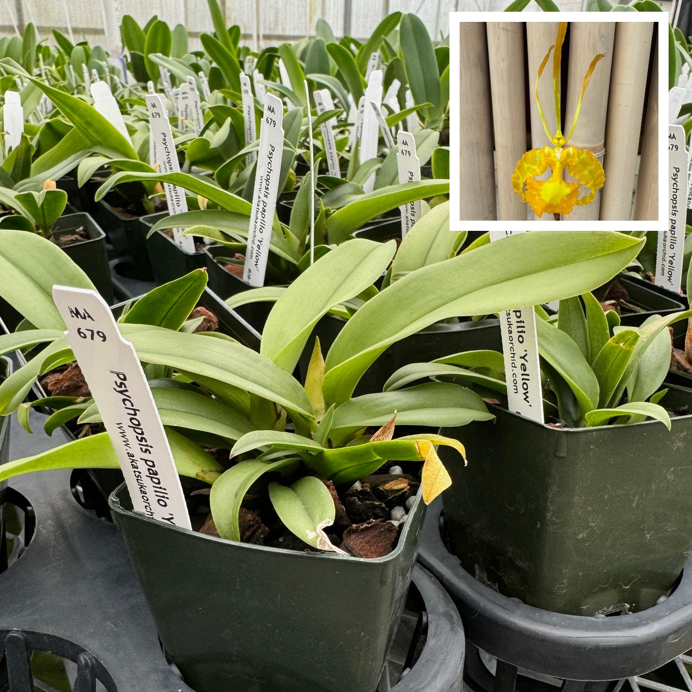 Psychopsis papilio 'Yellow' (Starter-2.75" Pot)