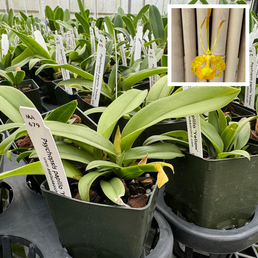Psychopsis papilio 'Yellow' (Starter-2.75" Pot)