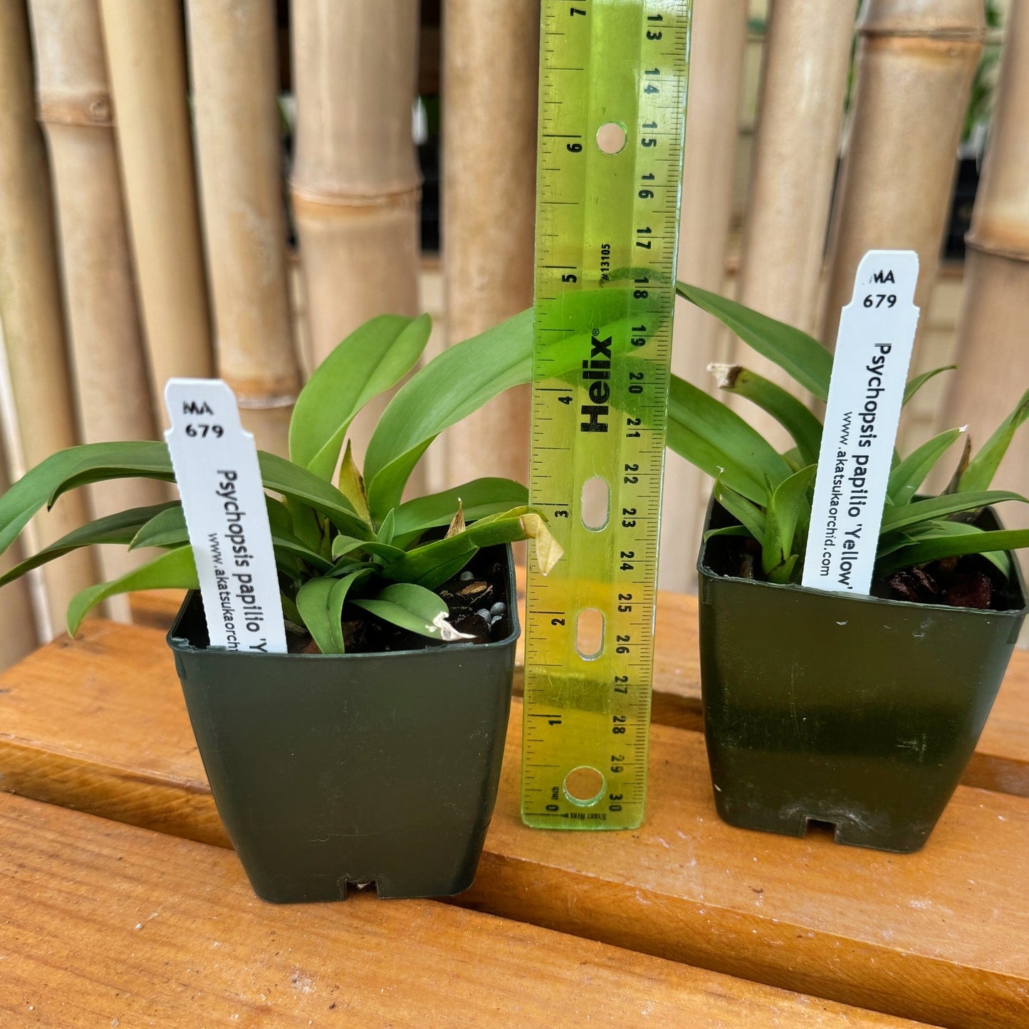 Psychopsis papilio 'Yellow' (Starter-2.75" Pot)