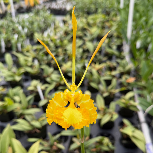 Psychopsis papilio 'Yellow' (Starter-2.75" Pot)