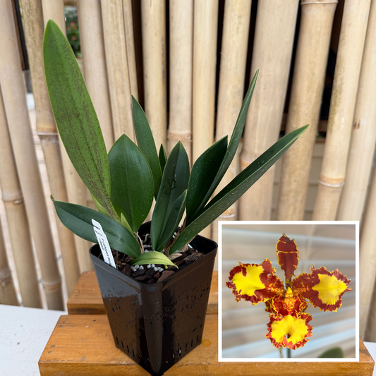More Orchid Varieties (NB) – Akatsuka Orchid Gardens