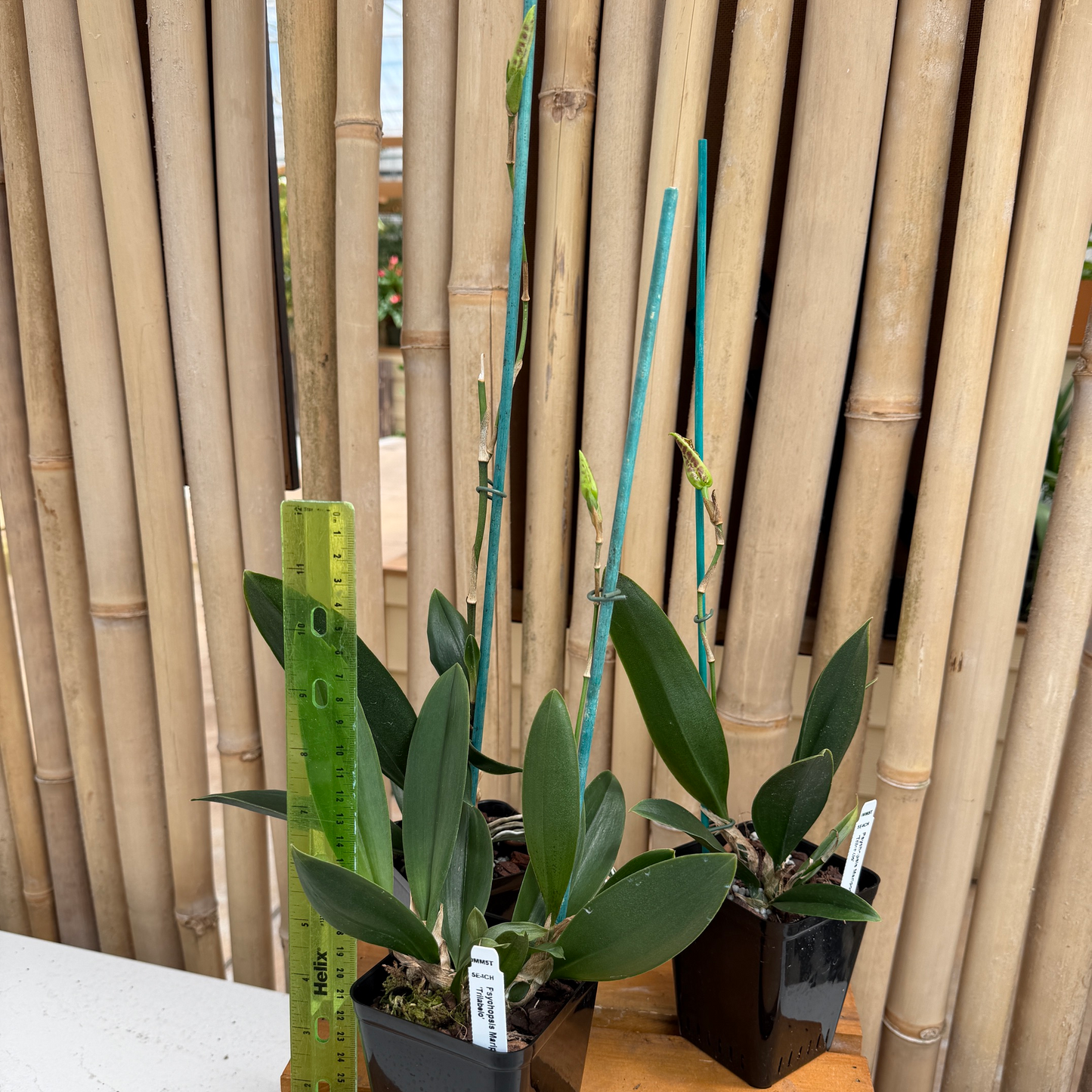 Pyps. Mariposa 'Trilabelo' (4" Pot) - Spiking